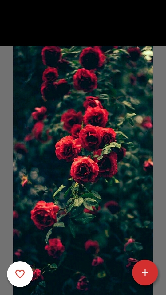 beauty