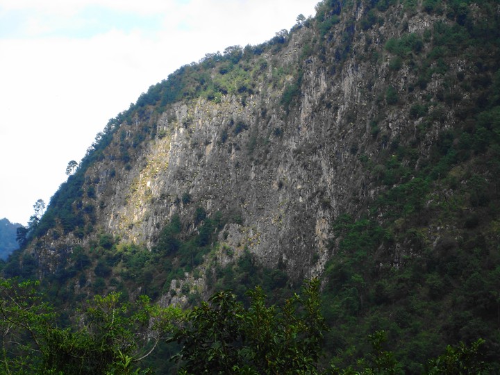 flores en la montaña