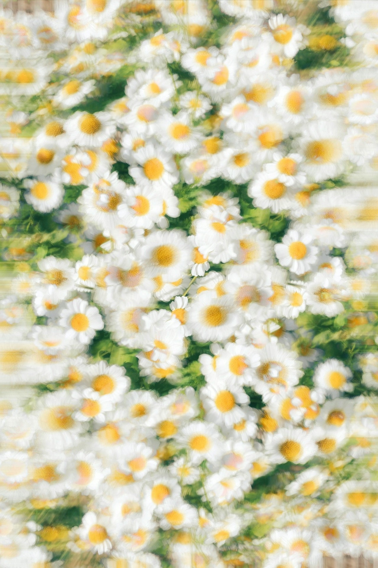 sfondi chamomile, wildflower