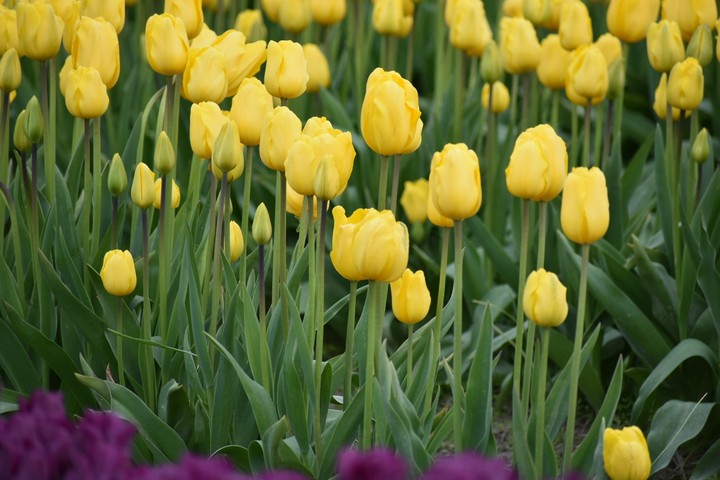 Tulips