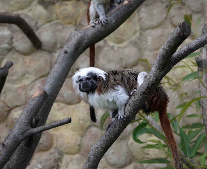 monkey