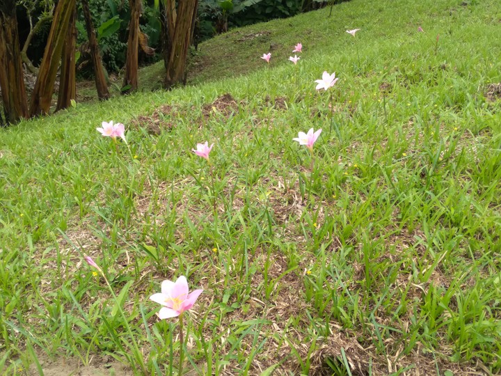 flor de san jose