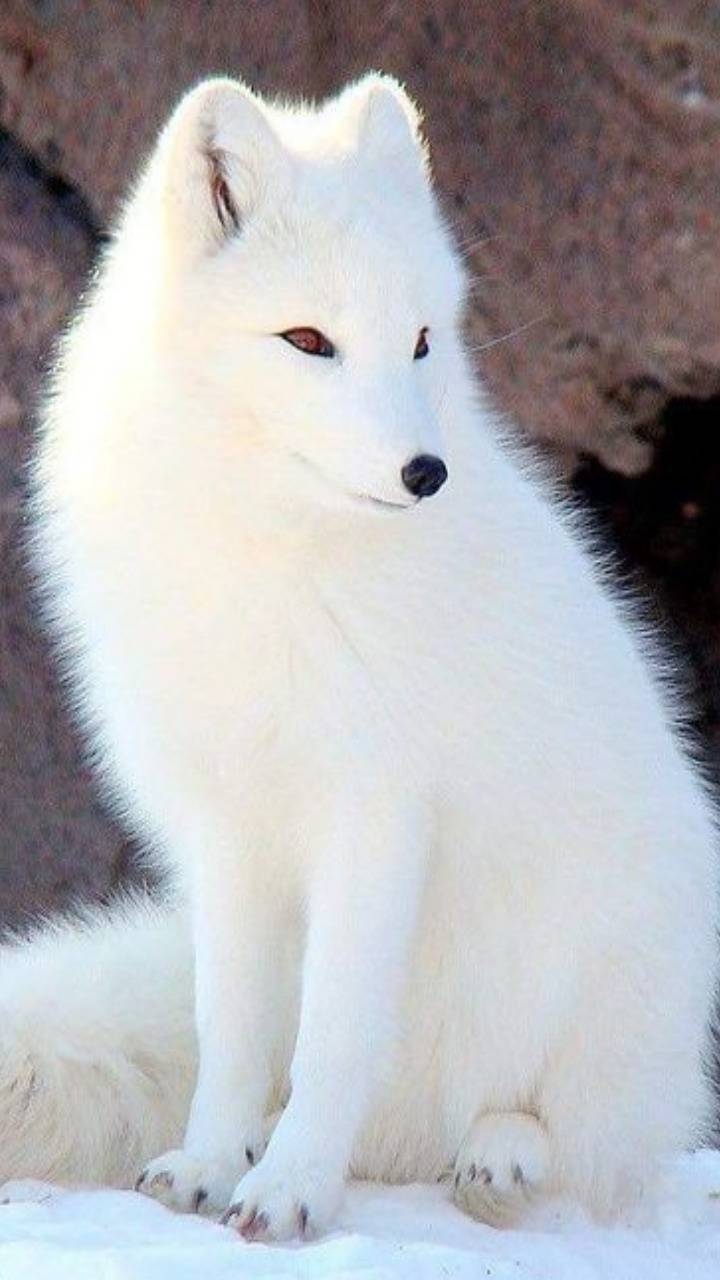 White Wolf