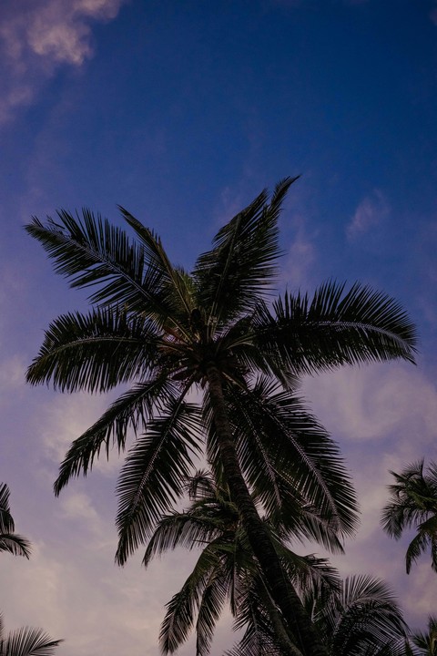 sfondi babassu, Coconut