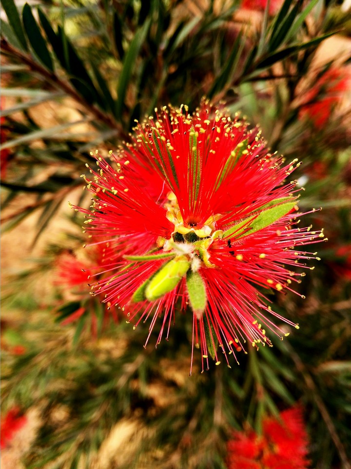 flower