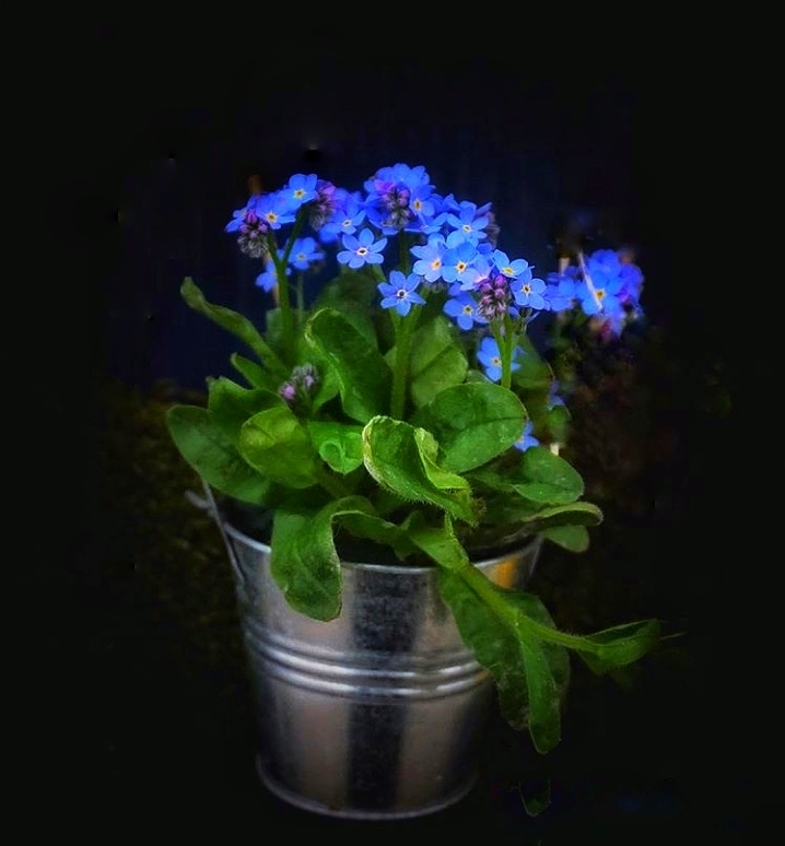 forget-me-not
