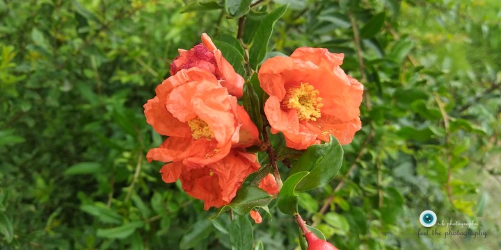 Nature  creation