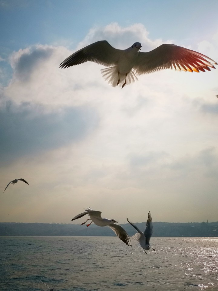 seabirds aquarel