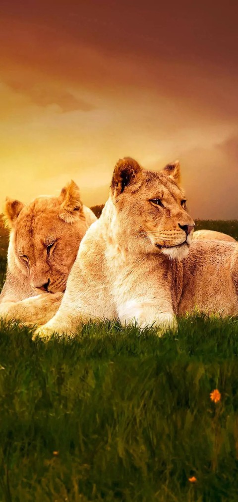 Lions