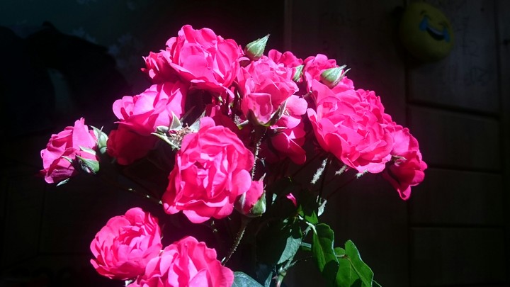 flowers with a terrified background