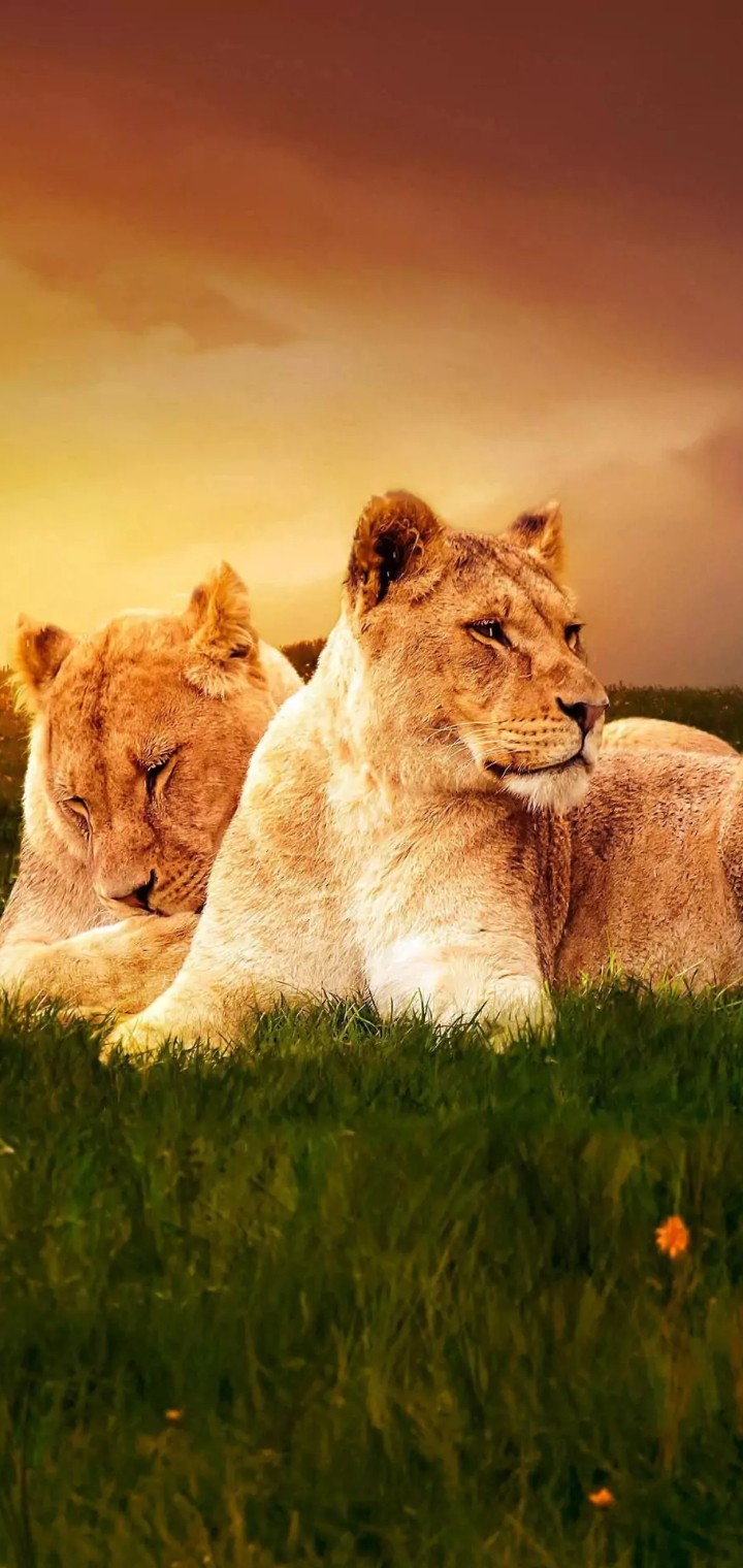 Lions