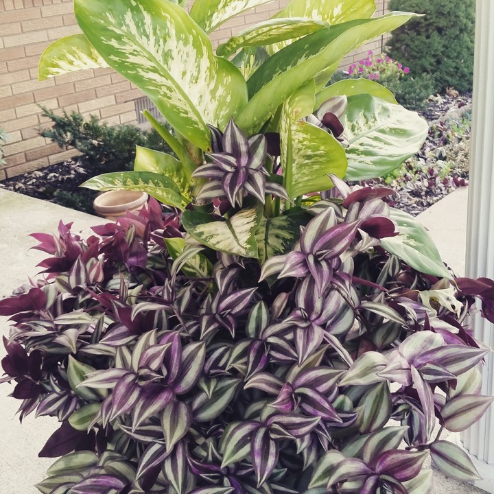 purple