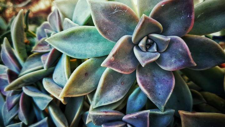 Succulent