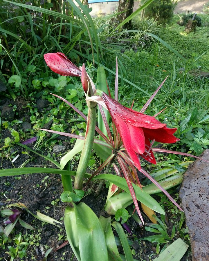lily