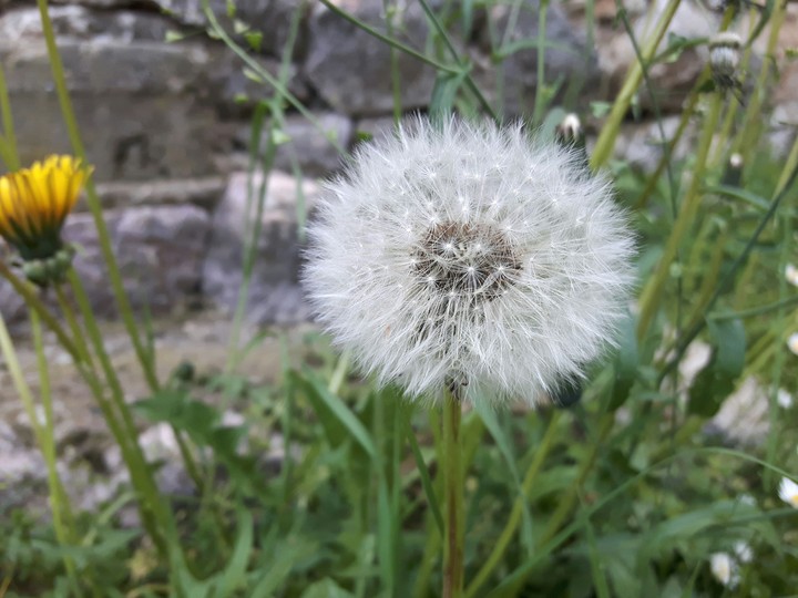 Dandelion