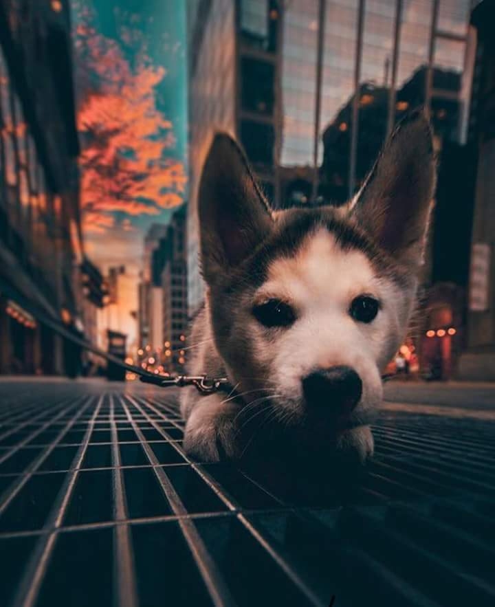 Dog
