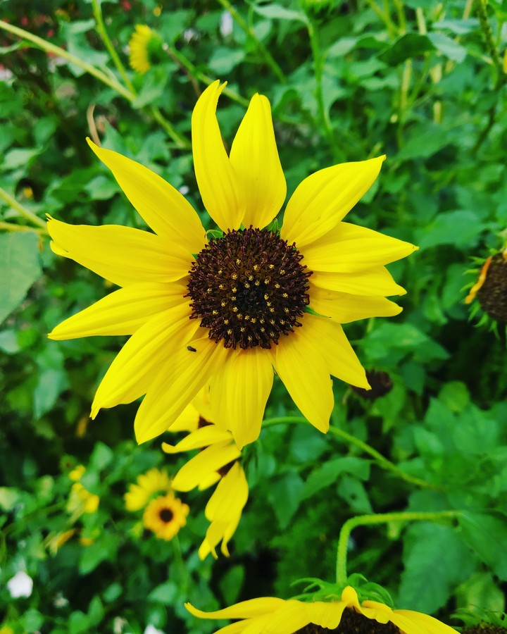 Sunflower