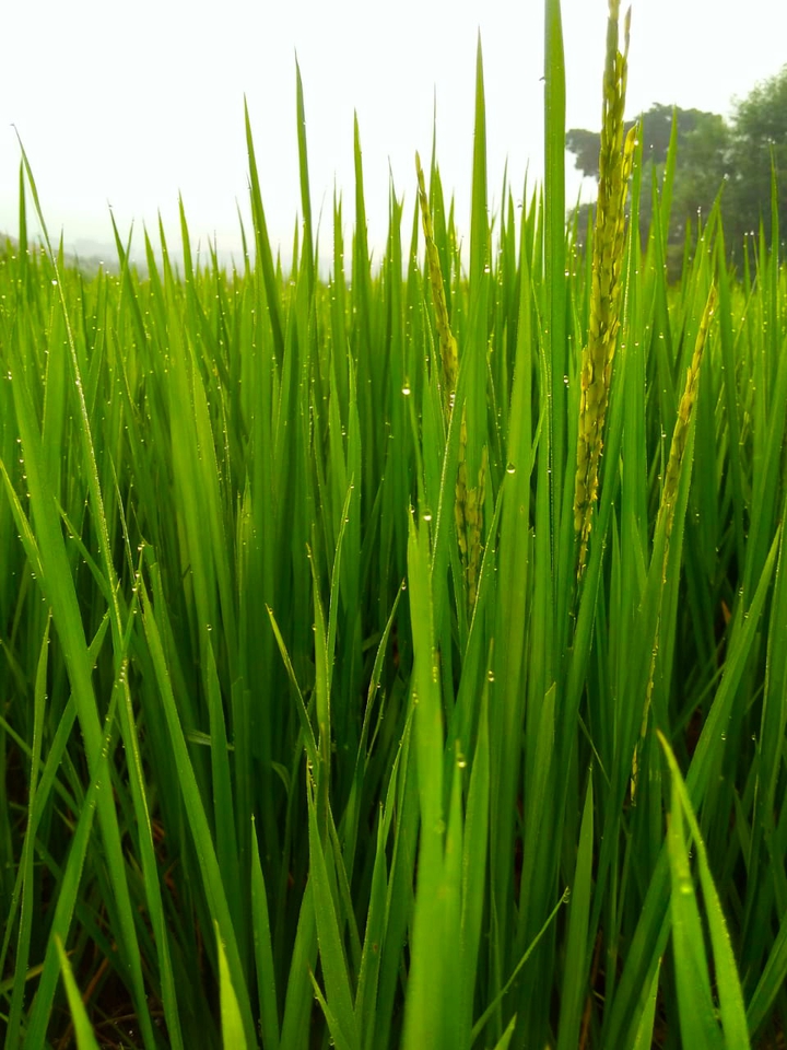 grain