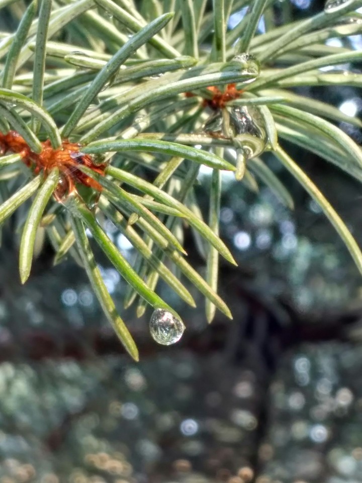 A drop of dew