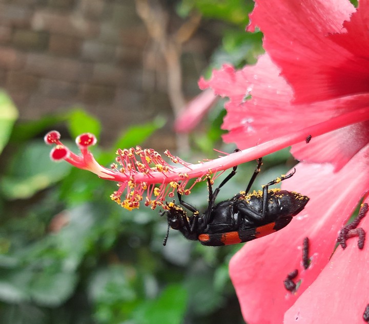 insect