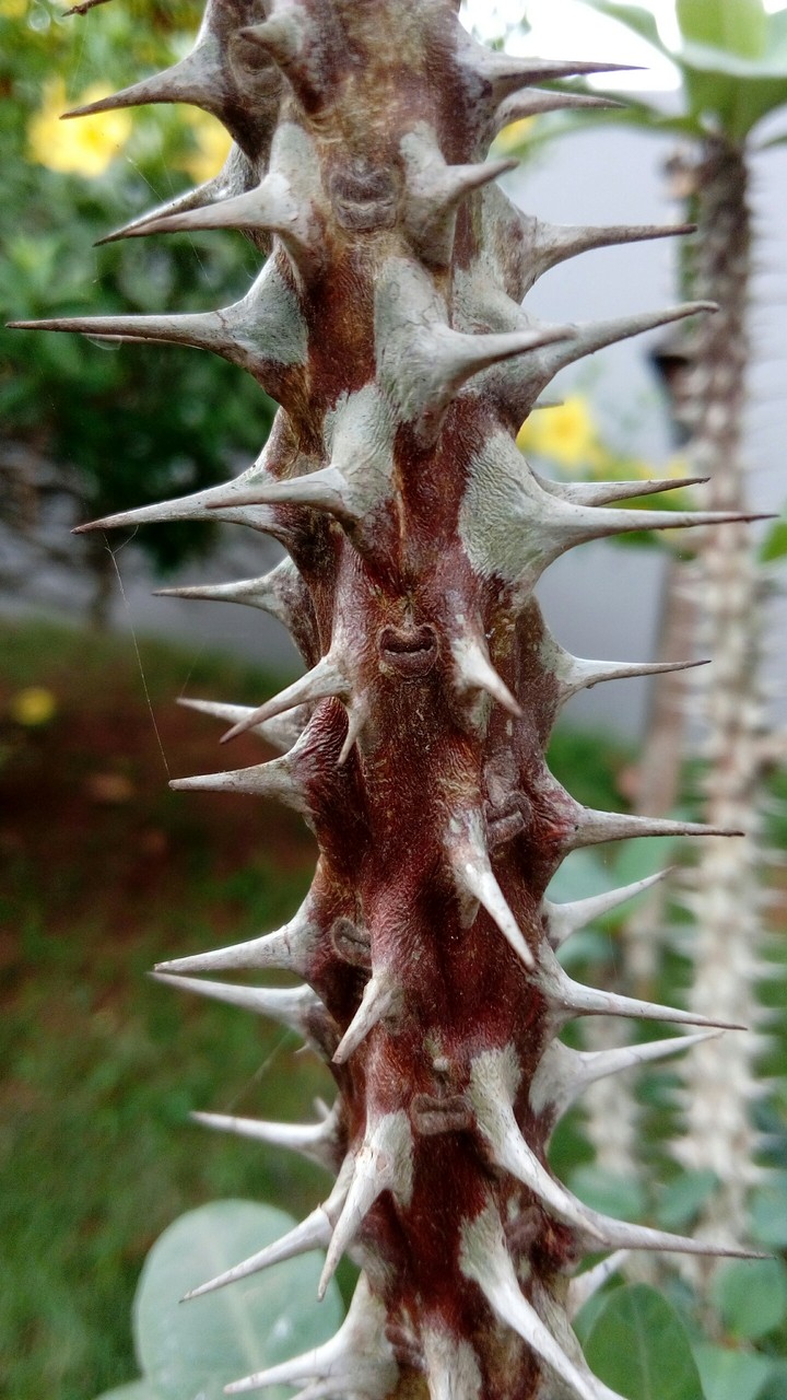 Game of THORNS