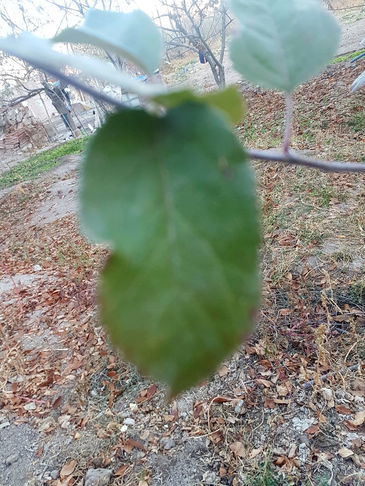 plant