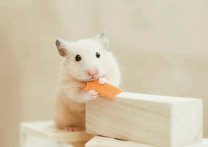 chomik
