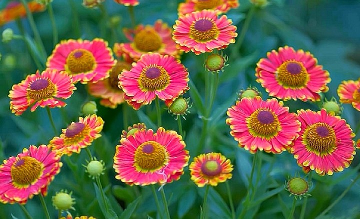 Helenium