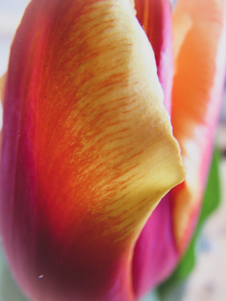 tulip