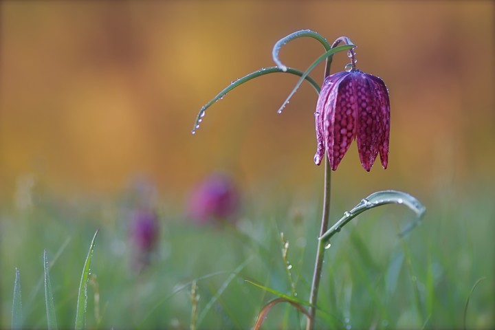 Flovers