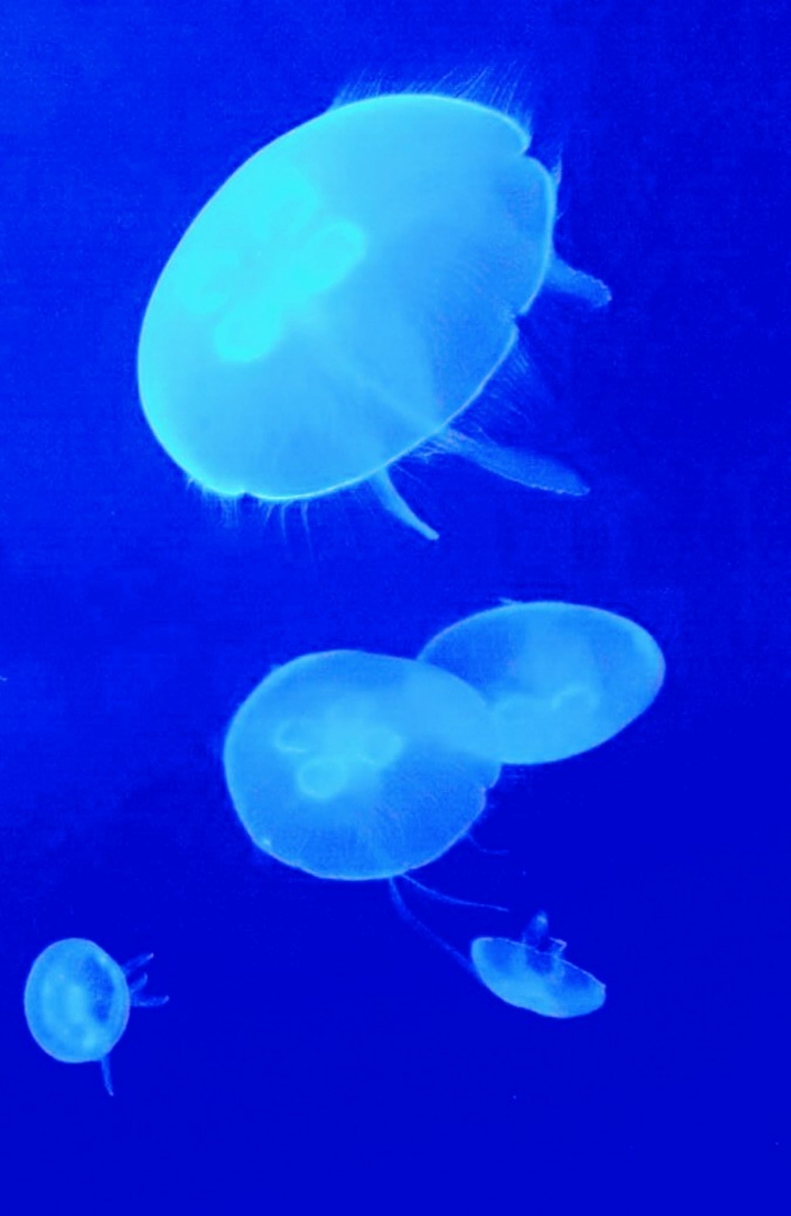 deep​  blue​ sea
