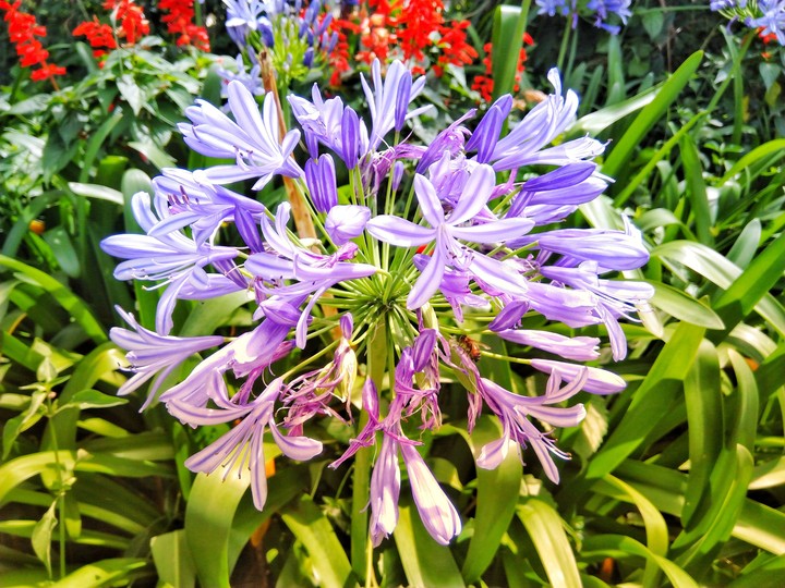 Lilies