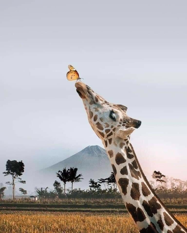 girafa
