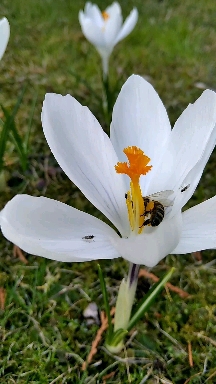Spring