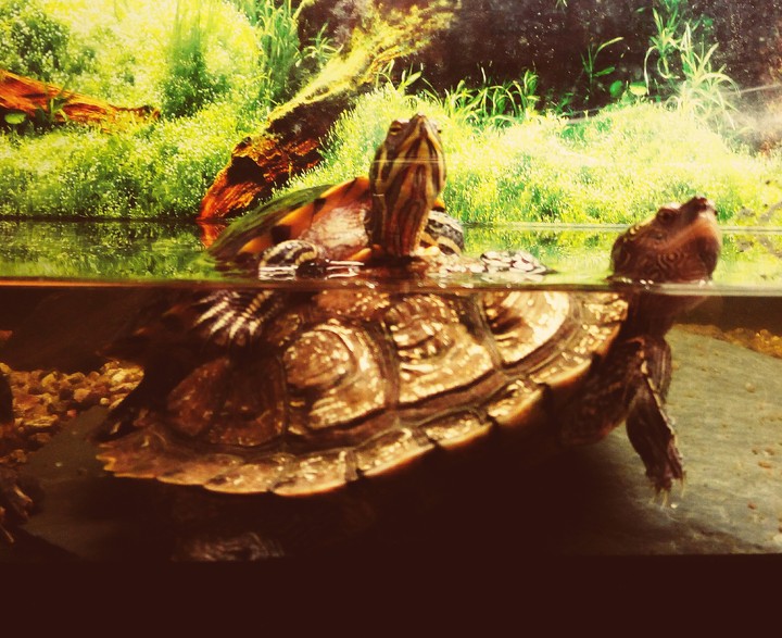 turtlles