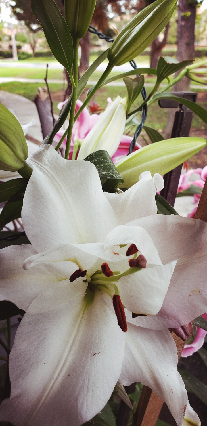 flower