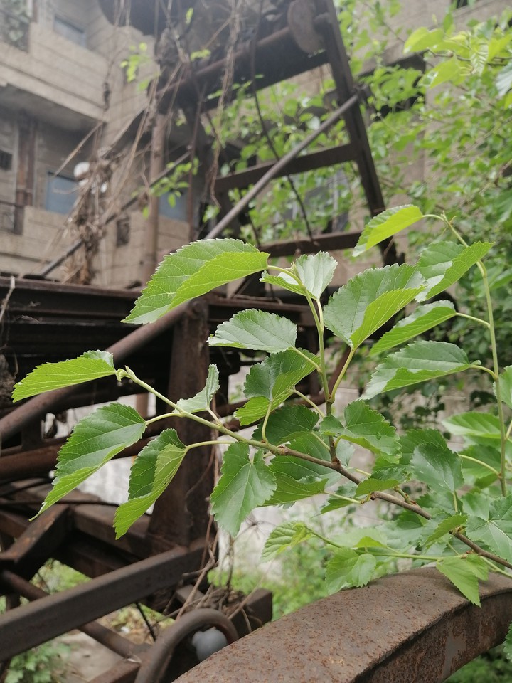 plant