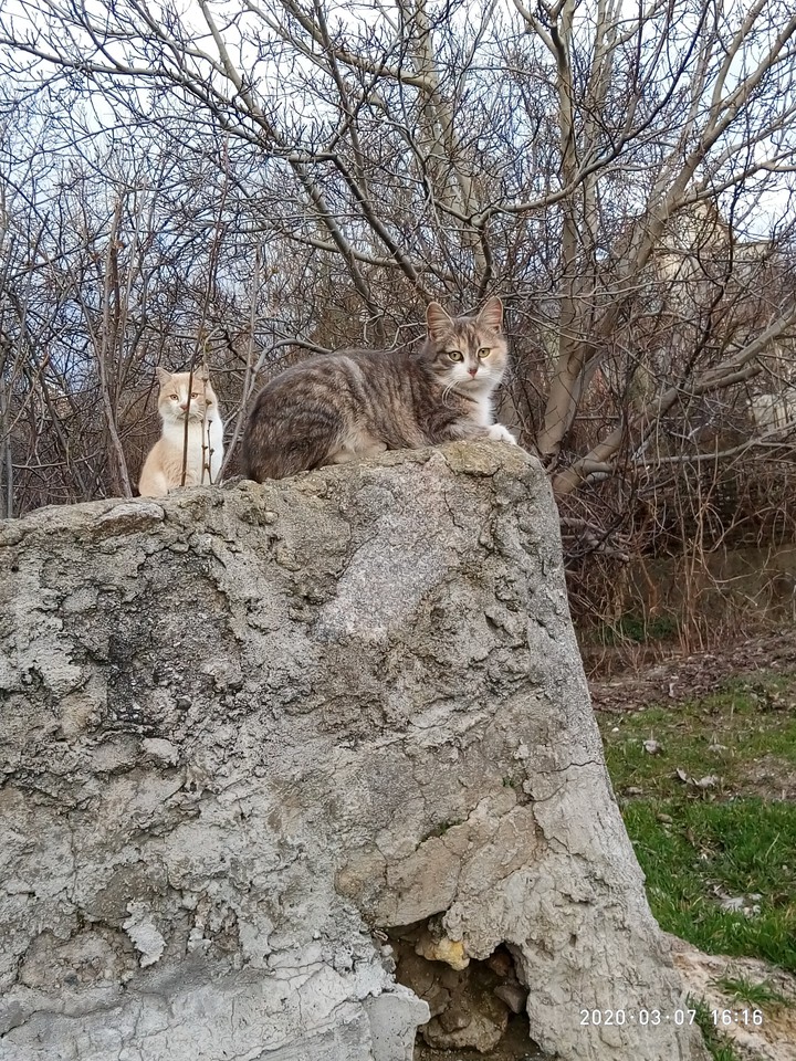 котики