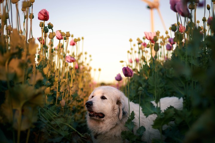 great Pyrenees