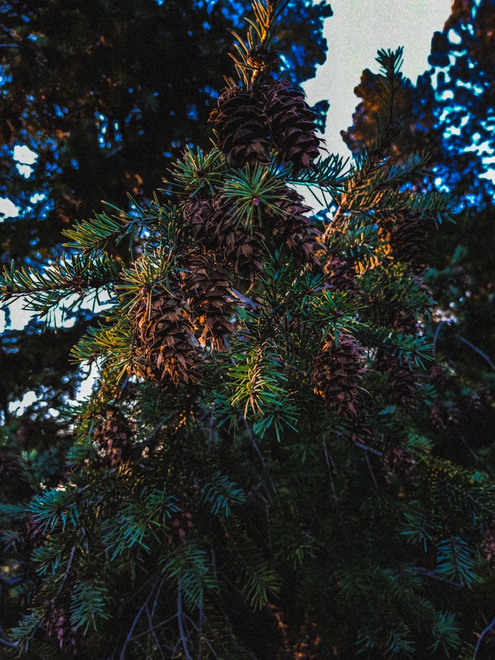 nature