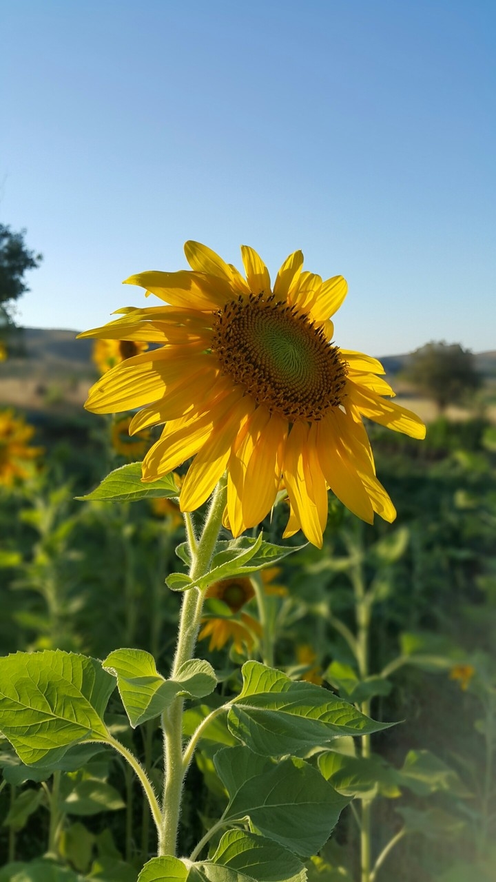 sunflower