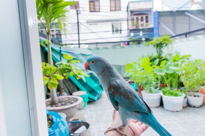 parrot