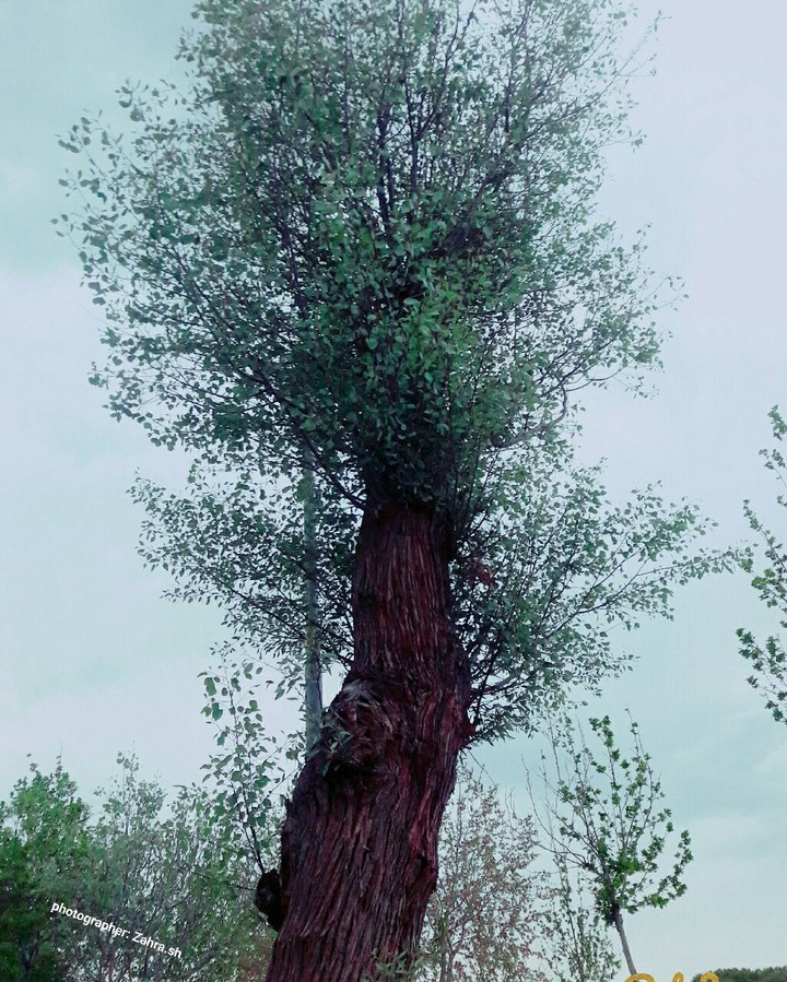 tree