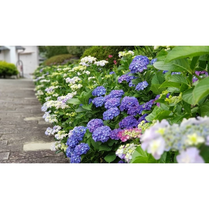 hydrangea