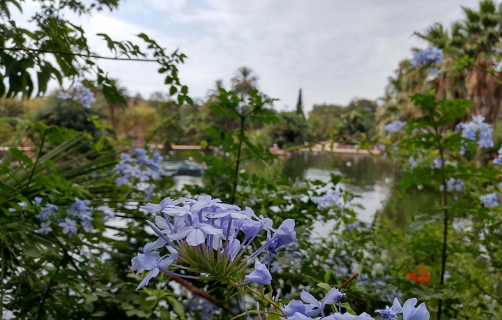 flower lake