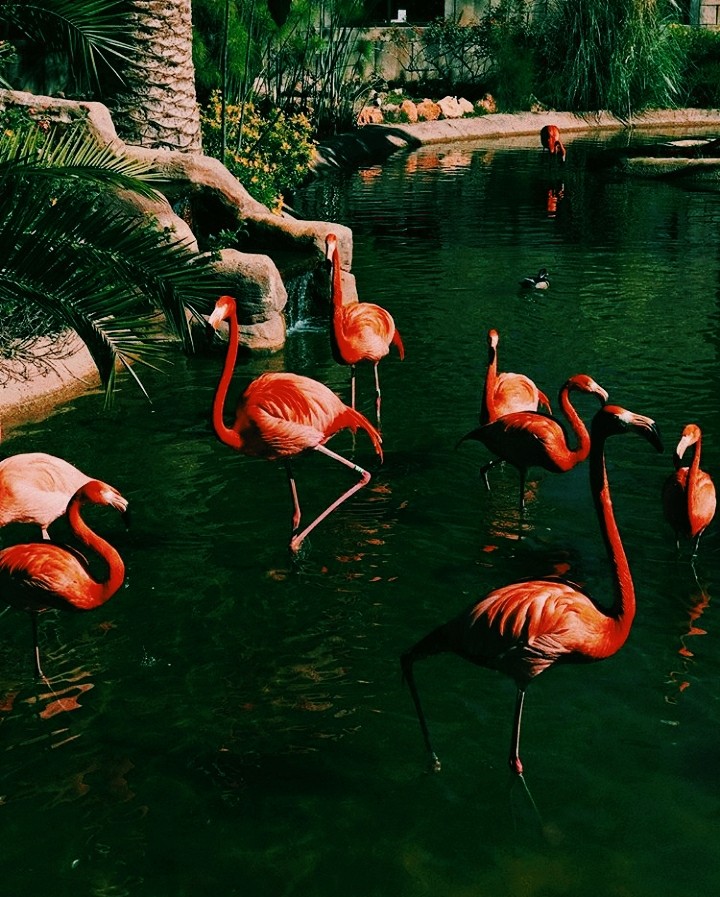 flamingo