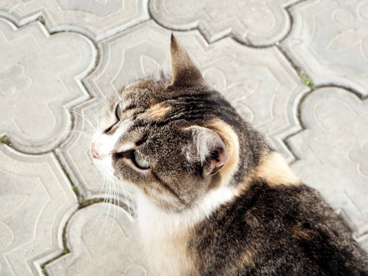 a cat.