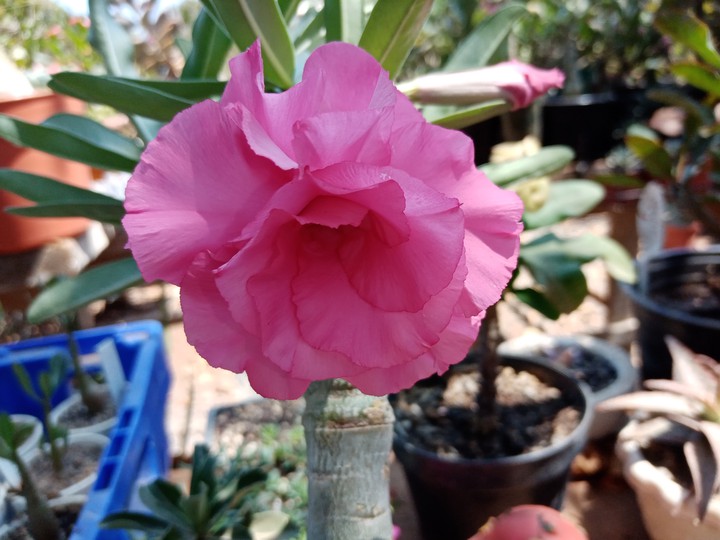 Adenium Pink peony