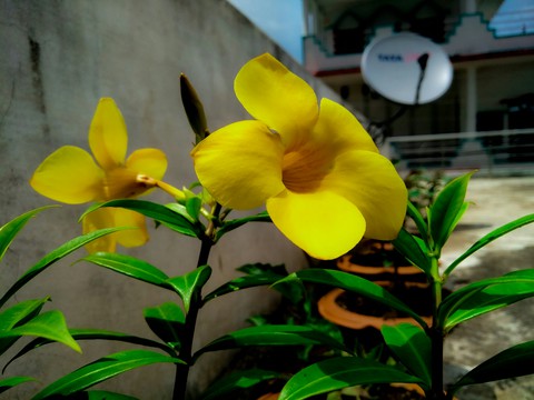beautiful yellow flower
