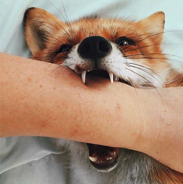 Fox